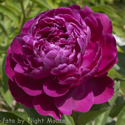Red Sarah Bernhardt