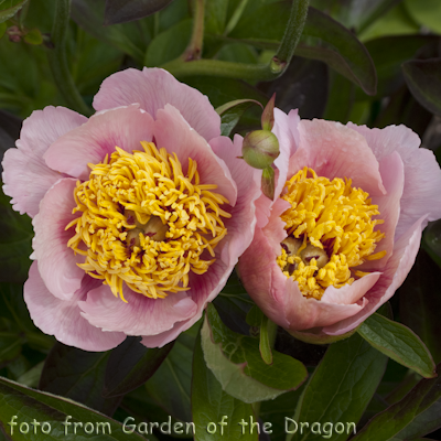 Rose Noble