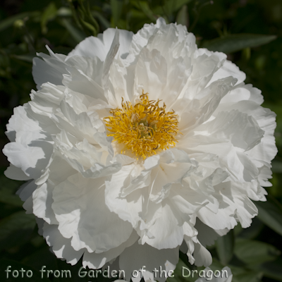 White Grace