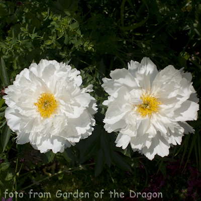 White Grace