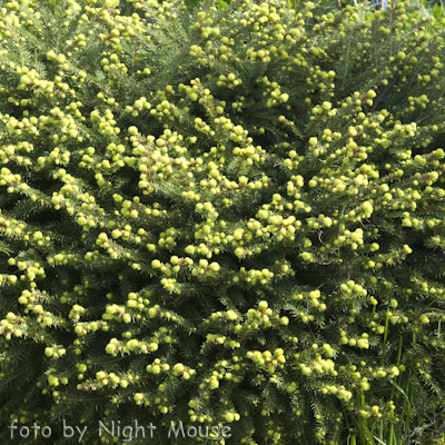 Nidiformis
