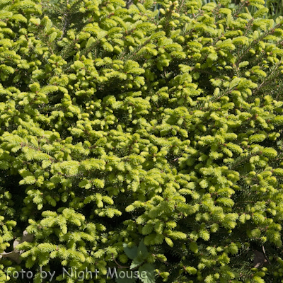 Nidiformis