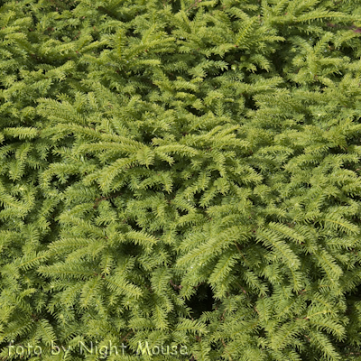 Nidiformis