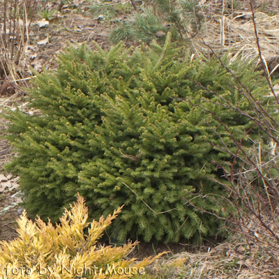Nidiformis