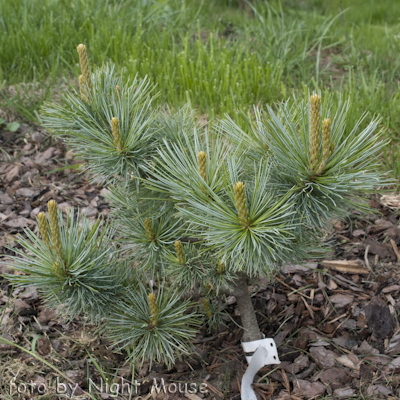 Glauca