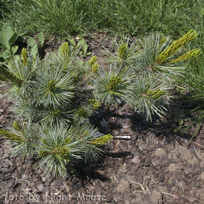 Glauca