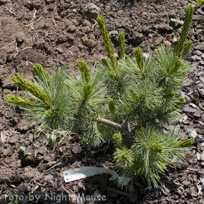 Glauca